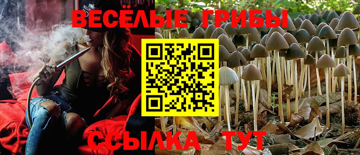 Галлюциногенные грибы Cubensis  Вход с VPN  Сунжа 